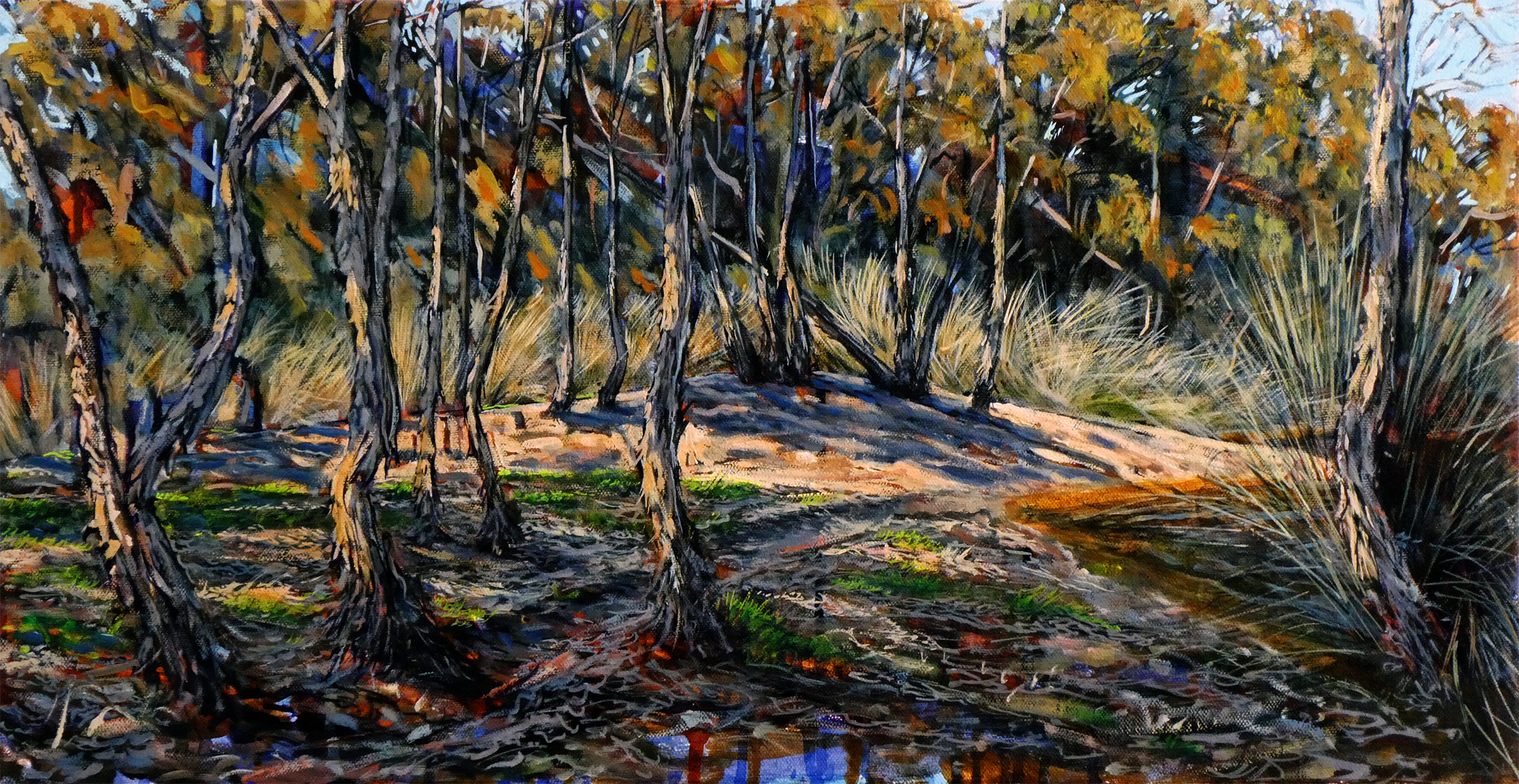 Through the Paperbarks, 70cm x 36cm, oil on canvas. 2018